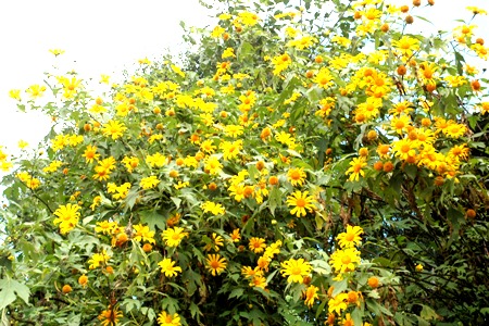 អ្នកហាណូយនៅ Lam Dong នឹករលឹកបុណ្យតេតនៅភាគខាងជើង